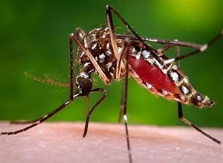 Usai baca penjelasan ilmiah ini kamu bakal kasihan sama para nyamuk