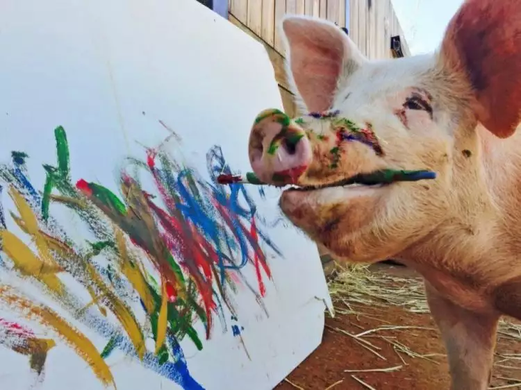 Pigcasso, si babi pelukis yang karyanya laku Rp 56,7 juta