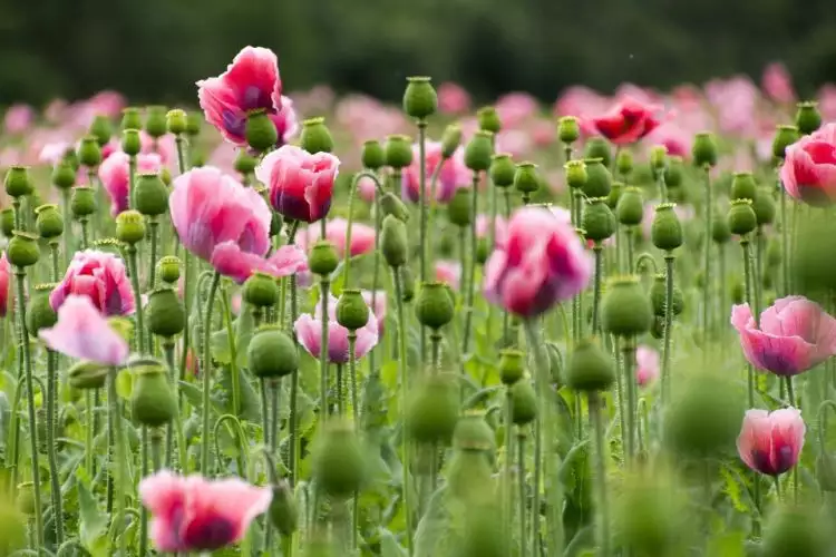 Mengenal sejarah opium, bunga cantik yang mematikan dan disalahgunakan