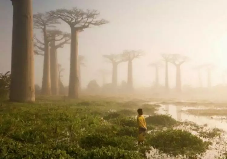 15 Pohon terindah di dunia, ada yang umurnya sudah ribuan tahun