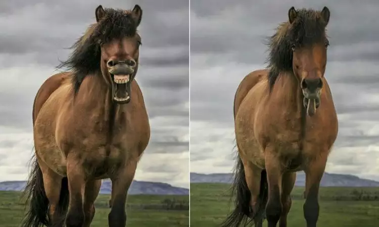 Ekspresi kuda saat melihat kamera ini bikin terkejut, tak disangka