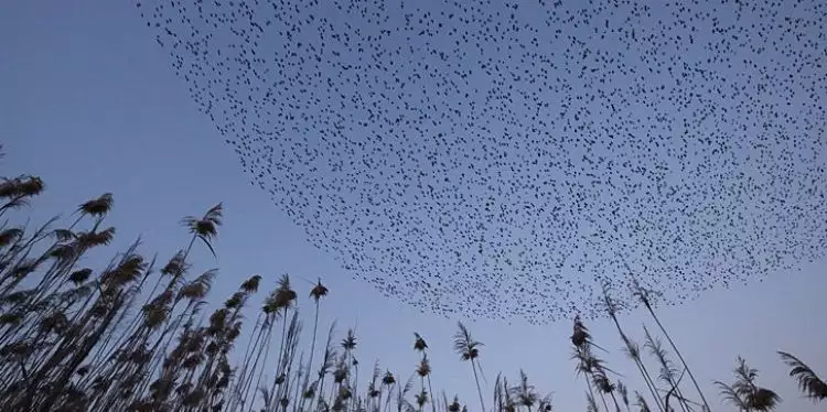 15 Potret menakjubkan migrasi jalak di langit Israel, formasinya unik