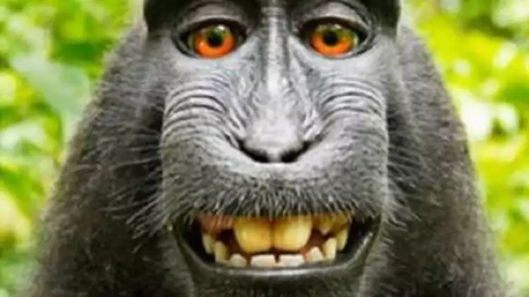 Potret selfie 5 hewan ini sempat hebohkan dunia maya, eksis abis deh