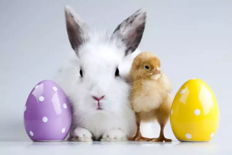 Ini makna kelinci dan telur pada Hari Raya Paskah