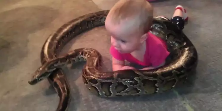 Viral, bayi ini senyum-senyum bermain dengan ular piton