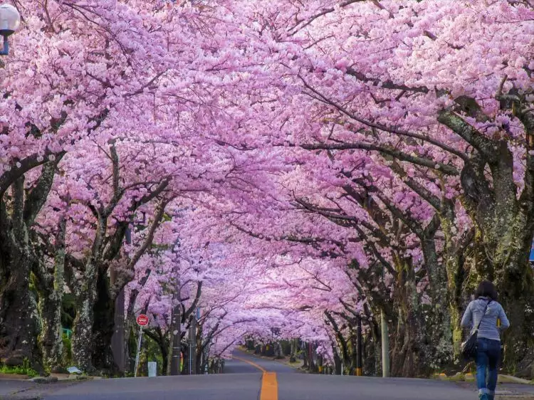 5 Spot terbaik di Jepang buat nikmati musim Sakura, dijamin nggak rugi
