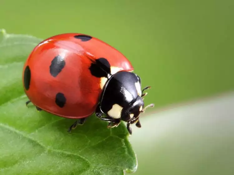 5 Jurus rahasia Si Kepik, biasanya disebut Ladybug atau Ladybird