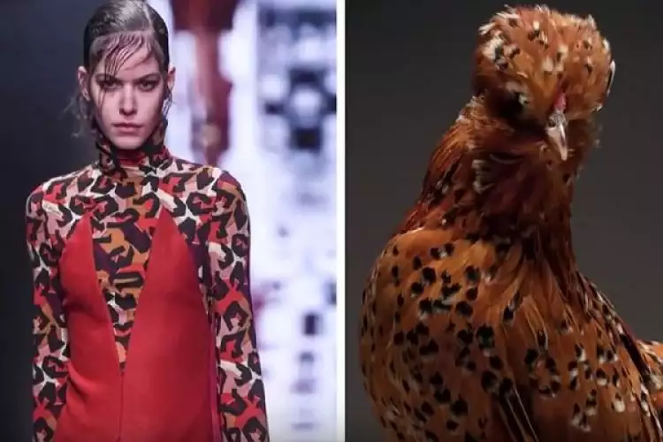 Fotografer mengubah ayam menjadi supermodel, hasilnya luar biasa!