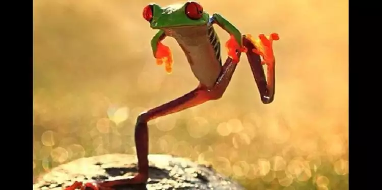 Ini fakta unik di balik katak yan suka menari, langka lho