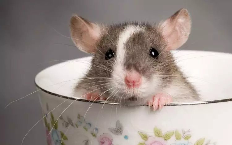10 Bukti kenapa tikus juga bisa jadi peliharaan yang menggemaskan