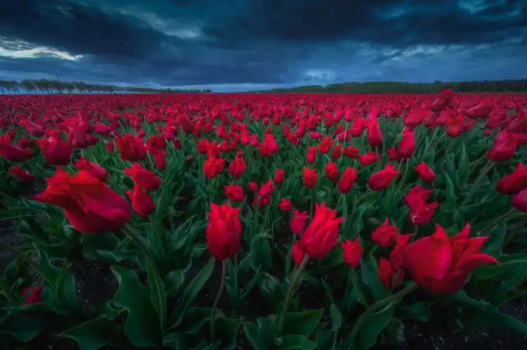 9 Potret keindahan tulip di subuh hari, bikin pengen segera ke sana