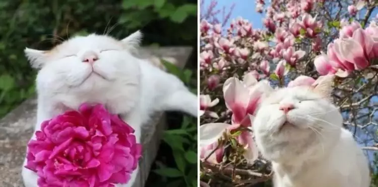 Ini ekspresi kucing saat mengendus bunga, nggemesin banget!