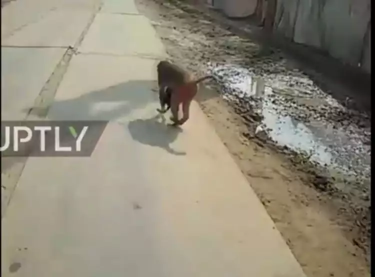 Monyet di India ini ketahuan menggendong sesuatu, apa ya?