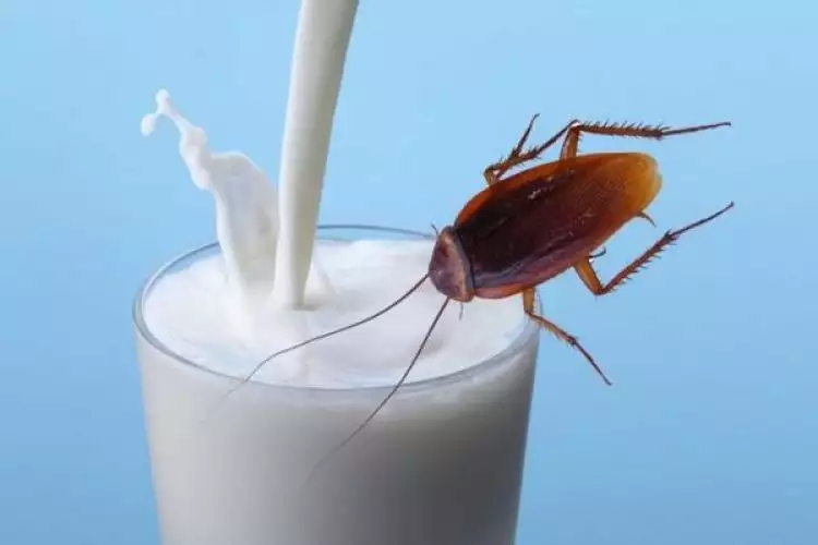 Susu Kecoa, antara jijik dan kaya nutrisi