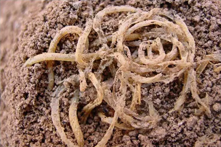 7 Makanan berusia ribuan tahun ini ditemukan oleh Arkeolog