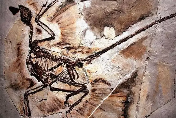 Ilmuwan temukan ketombe dinosaurus berusia 125 juta tahun