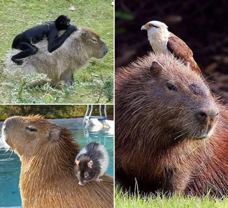 10 Momen Kapibara ini ajarkan meski beda spesies juga bisa berteman