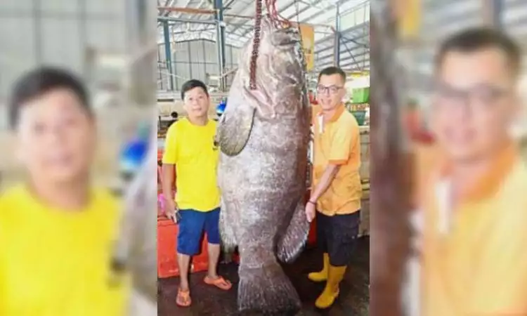 Nelayan ini berhasil tangkap ikan kerapu raksasa bernilai puluhan juta