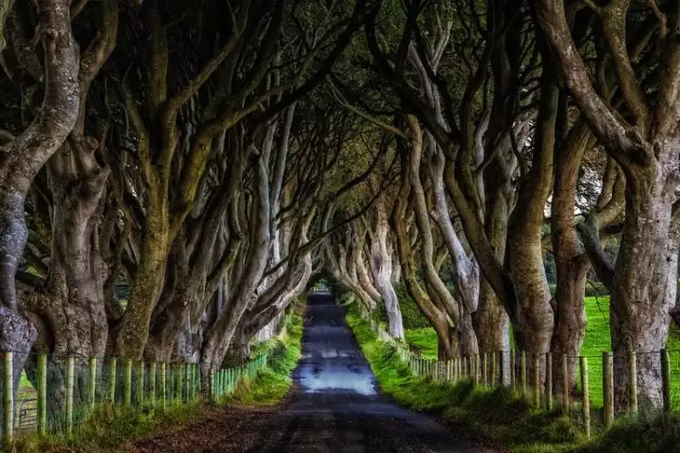 The Dark Hedges, jalanan indah yang populer di Irlandia Utara