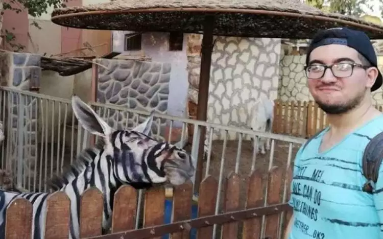 Waduh, kebun binatang ini kepergok warnai keledai biar mirip zebra