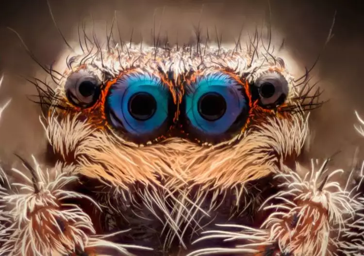 Kamu bisa menebak gak, mata indah ini milik hewan apa?