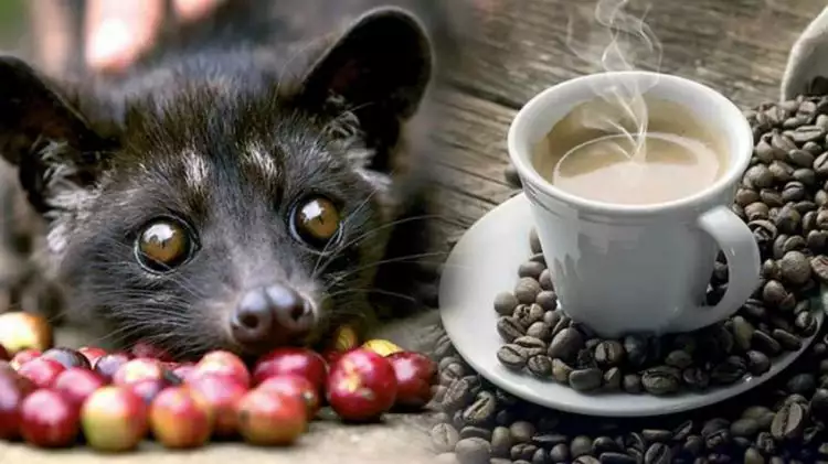 Begini sistem pencernaan luwak, hewan 'penghasil' kopi nikmat