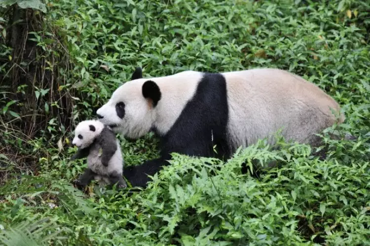 Panda, hewan menggemaskan yang terancam punah