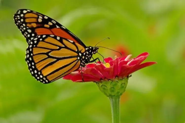 Gak cuma indah, ini 9 manfaat kupu-kupu yang tak banyak kita tahu