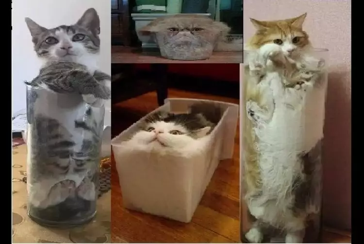 10 Tingkah kucing dengan tubuh lentur bak benda cair, kocak abis