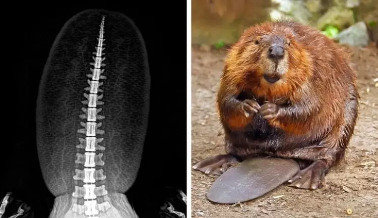 14 Potret tubuh hewan ini terlihat langka bila di-X-Rays