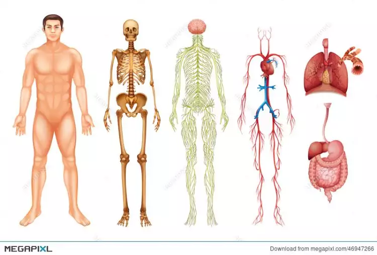 10 Fakta ini buktikan tubuh manusia adalah sistem yang misterius