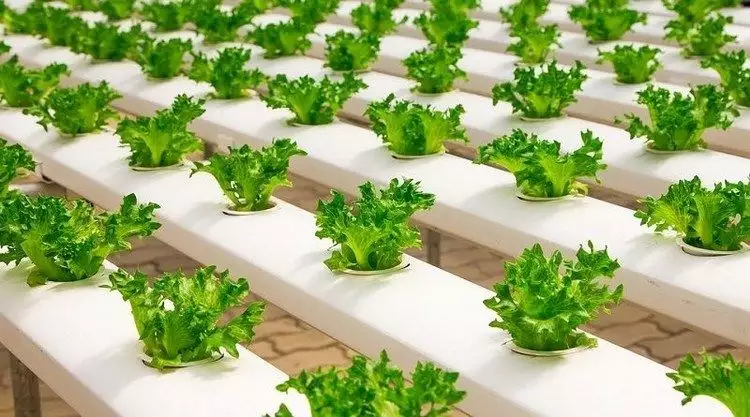 Mini Hidroponik, solusi praktis menanam sayuran di lahan sempit