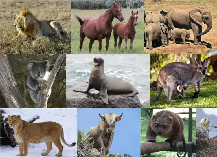 Menurut World Wide Fund for Nature (WWF), 5 hewan ini terancam punah