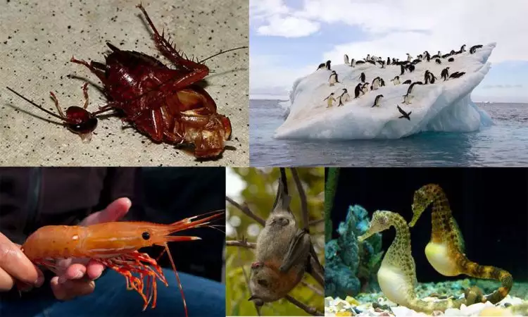 Ini 20 fakta menarik tentang binatang yang jarang diketahui