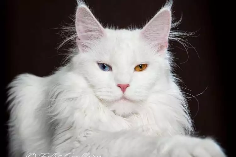Eksotis! Fotografer ini abadikan kecantikan 7 Kucing Maine Coons