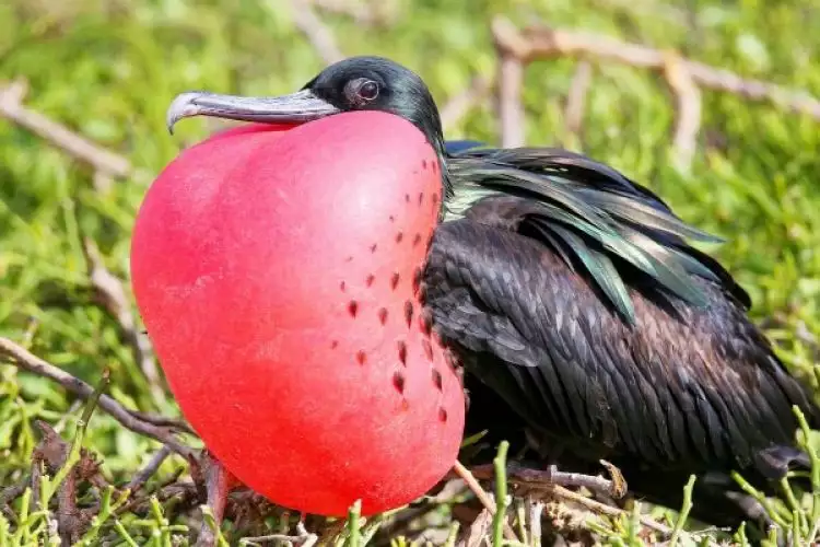 9 Spesies burung paling unik ini populasinya hampir punah