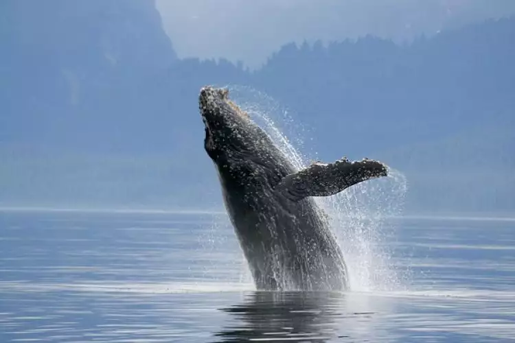 9 Fakta paus biru, hewan mamalia terbesar yang ada di muka bumi