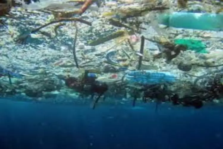 Ini hubungan membuang sampah sembarangan & rusaknya ekosistem laut