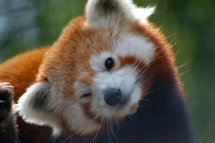 10 Potret gemas Panda Merah ini imutnya kebangetan, bikin harimu ceria