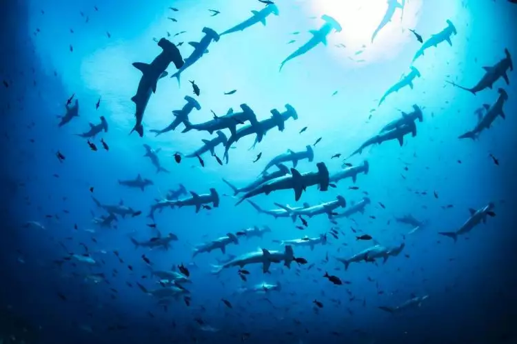 10 Spot scuba diving di dunia ini sangat indah, namun juga berbahaya