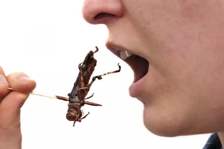 Makan serangga jadi salah satu cara ampuh perangi malnutrisi