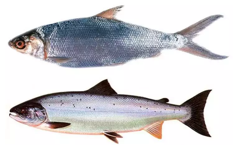 3 Fakta menarik Ikan Bandeng, kandungannya lebih tinggi dari Salmon