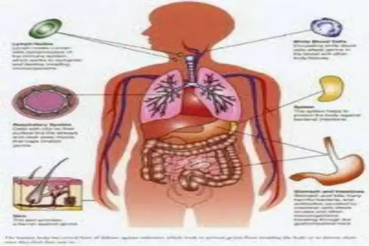 Seberapa vitalkah organ-organ tubuh kita? Ini penjelasan ilmiahnya