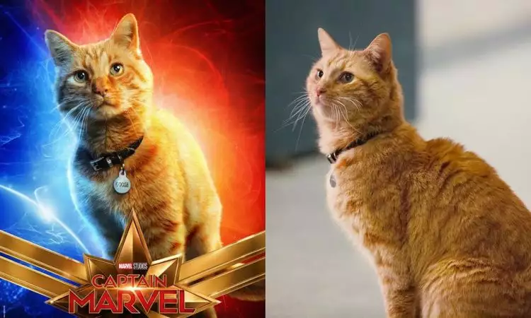 5 Fakta menarik Goose, kucing yang muncul di film Captain Marvel
