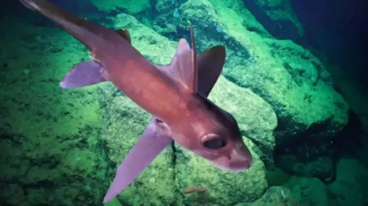 Ditemukan ikan mirip alien, bukti bawah laut simpan misteri