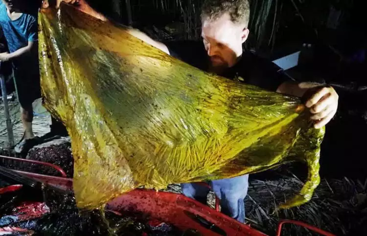 Paus ini ditemukan mati dengan 40 kg sampah di perutnya