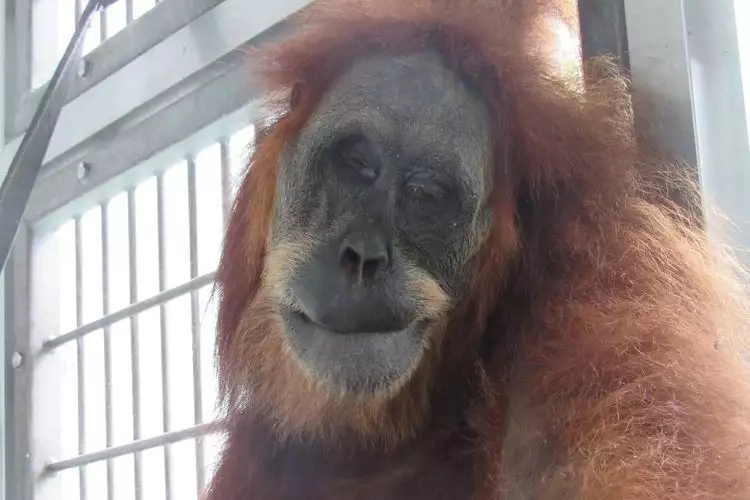 Ditembaki 74 peluru angin, induk orangutan Sumatera kritis