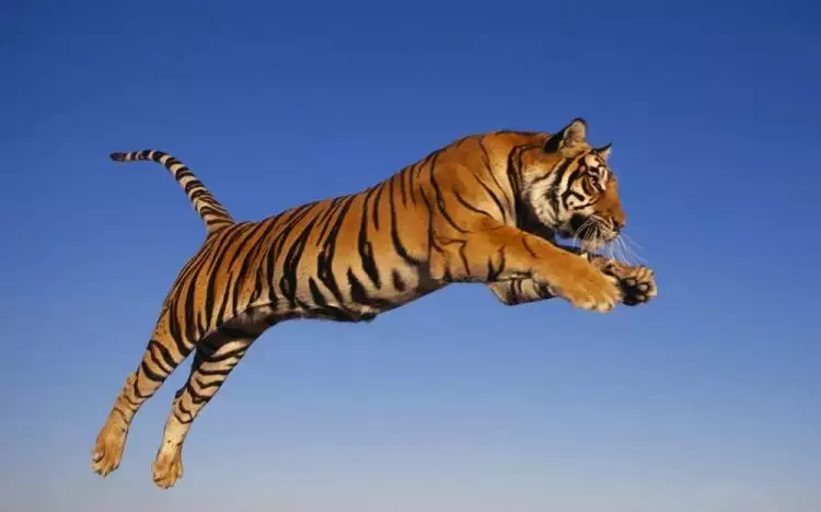Mengenal Harimau Bali, fauna karismatik yang telah punah