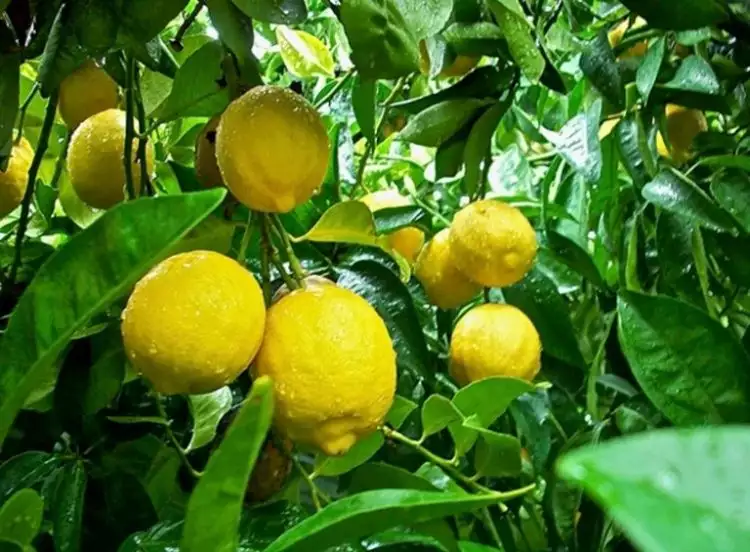 Meski rasanya asam, buah lemon justru bermanfaat bagi kesehatan