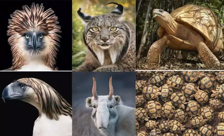 15 Foto hewan langka menakjubkan di dunia, yuk lindungi keberadaannya